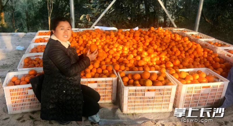 三分田村村支部书记彭岸英面对丰收年喜出望外。