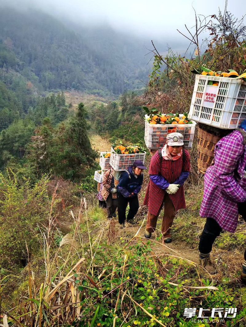 25日，三分田村的村民在采收脐橙。均为受访者 供图