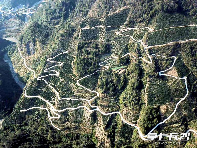 三分田村的脐橙种植面积如今达到1800亩。