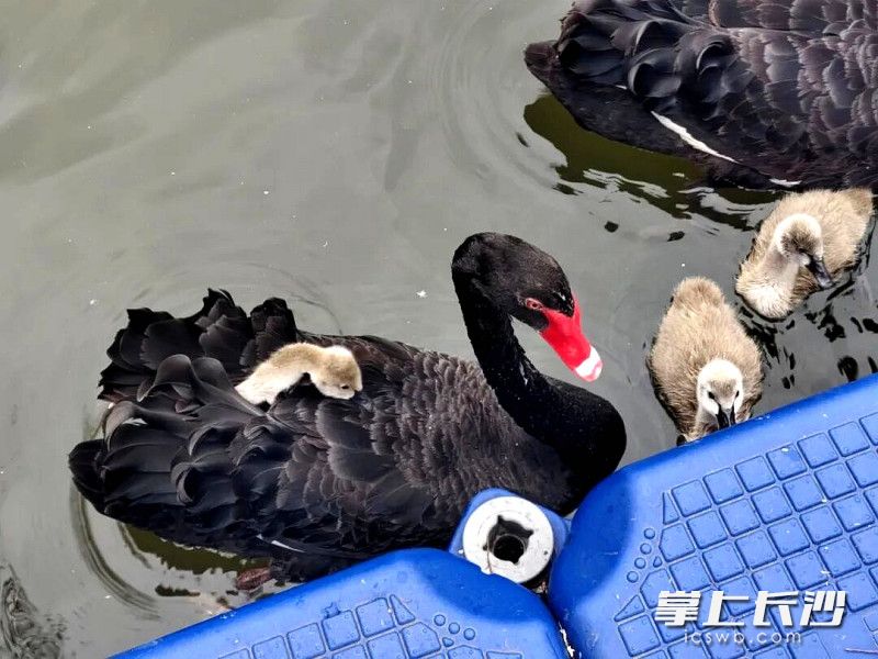 动物园天鹅妈妈背驮宝宝戏水越冬。均为长沙晚报全媒体记者 贺文兵 摄
