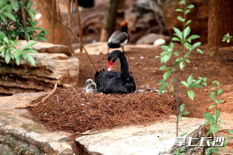 园区通过调整栖息环境布局，为亲子天鹅设置避风活动区。