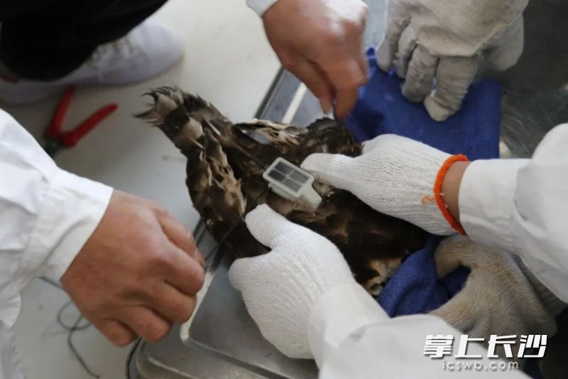 工作人员为蛇雕安装“追踪小书包”。