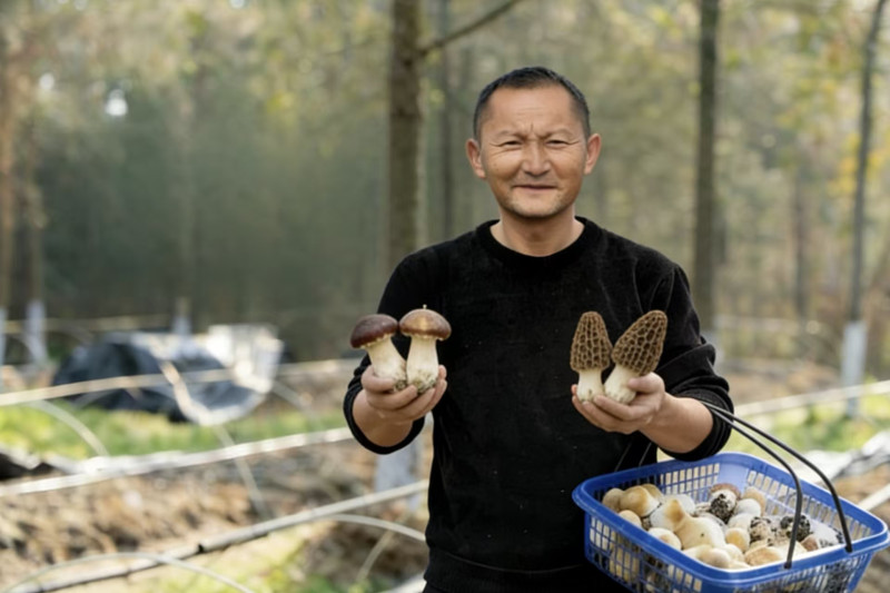 基地赤松茸大丰收，阎宽喜笑颜开。