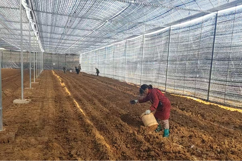 产业发展的同时，也带动了周边群众就业。