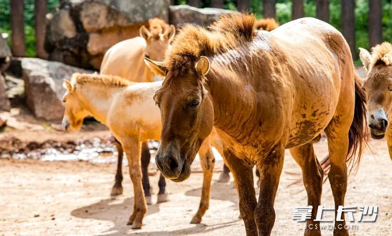马年话马学新知。长沙生态动物园寒假公益科普课堂邀6-14岁青少年探秘。均为园区供图