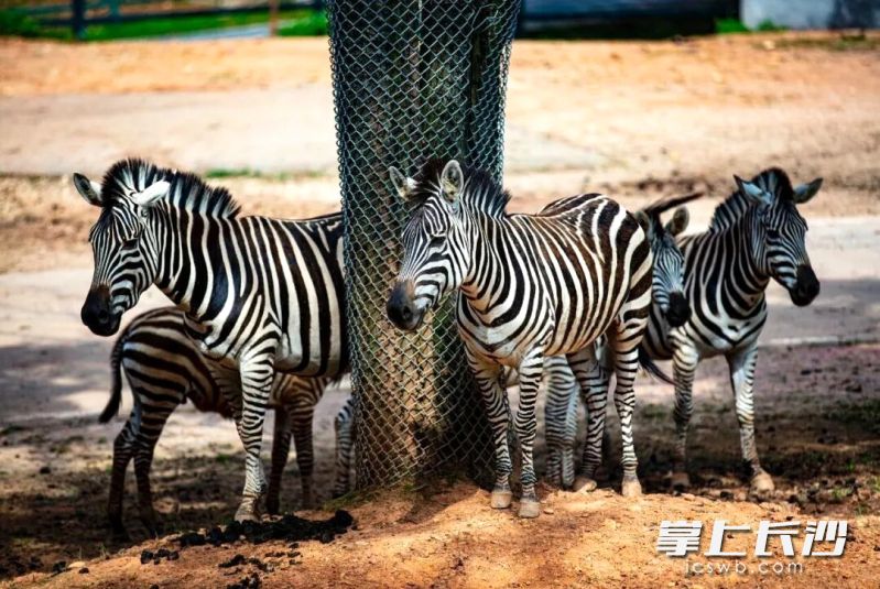 动物园的斑马等你来亲近。