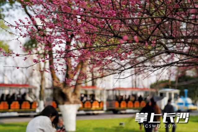 湖南将在升温中迎春运，未来三天最高气温或超20℃。  长沙晚报全媒体记者 舒元臻 摄