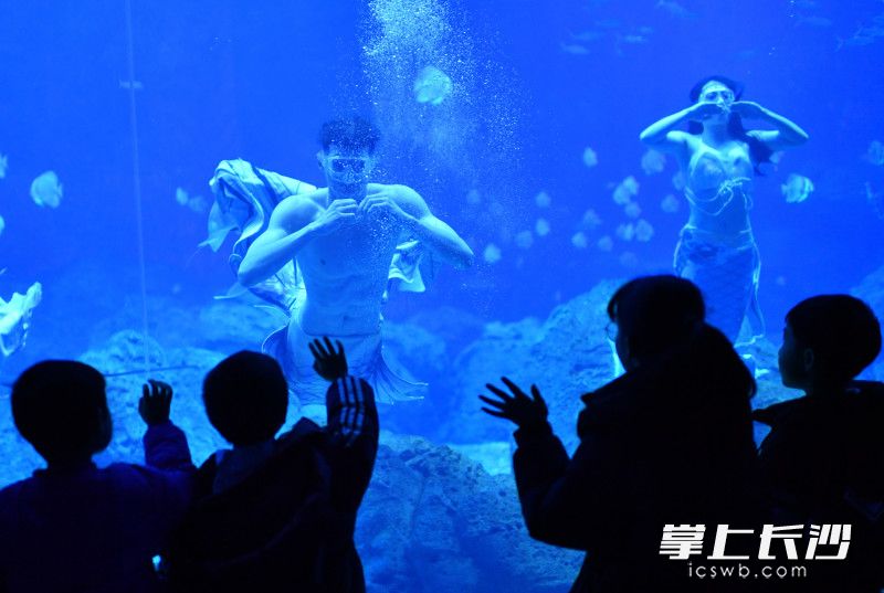 今日下午，长沙湘江海洋王国内，孩子们兴致勃勃地和“人鱼”进行互动。 均为长沙晚报全媒体记者王志伟摄