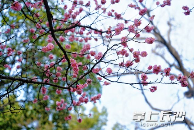 4日最高气温直冲20℃，市民将迎来一场暖意融融的“小阳春”。  长沙晚报全媒体记者 舒元臻 摄