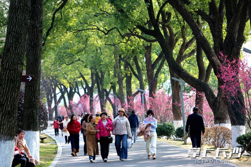 市民漫步“花道”赏梅探春，尽享花意美好。均为长沙晚报全媒体记者 贺文兵 摄