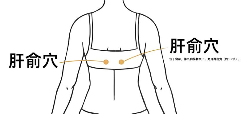肝俞穴示意图 均为资料图片