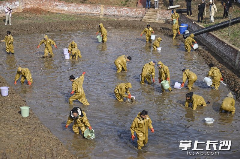 干塘抓鱼活动吸引大批游客游玩。