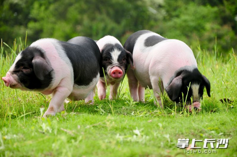 楚沩香农牧饲养的宁乡花猪仔。 资料图片