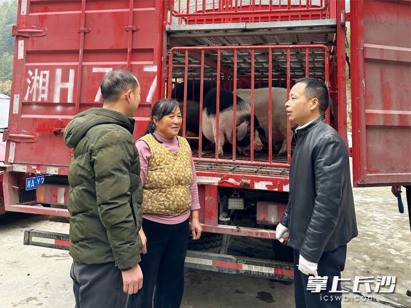 楚沩香农牧董事长曾青华（右）上门收购出栏的宁乡花猪。 长沙晚报全媒体记者 张禹 通讯员 龚再蓉 摄