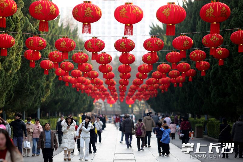 2月11日，湖南烈士公园内大红灯笼高高挂起，主干道、广场与景观节点处处喜庆红火，节日氛围浓郁。 均为长沙晚报全媒体记者贺文兵摄