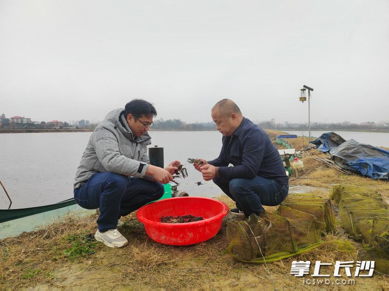 小年前两天,沈中源(左)来到长沙市望城区龙傲轩养殖专业合作社,与侯树沟通小龙虾过冬事宜。 长沙晚报全媒体记者 徐运源 摄 小年前两天,沈中源(左)来到长沙市望城区龙傲轩养殖专业合作社,与侯树沟通小龙虾过冬事宜。 长沙晚报全媒体记者 徐运源 摄