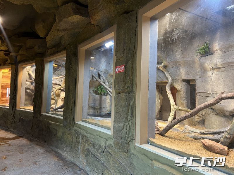 爬行馆对各展室进行自然化布景，模拟爬行动物原生生存环境。