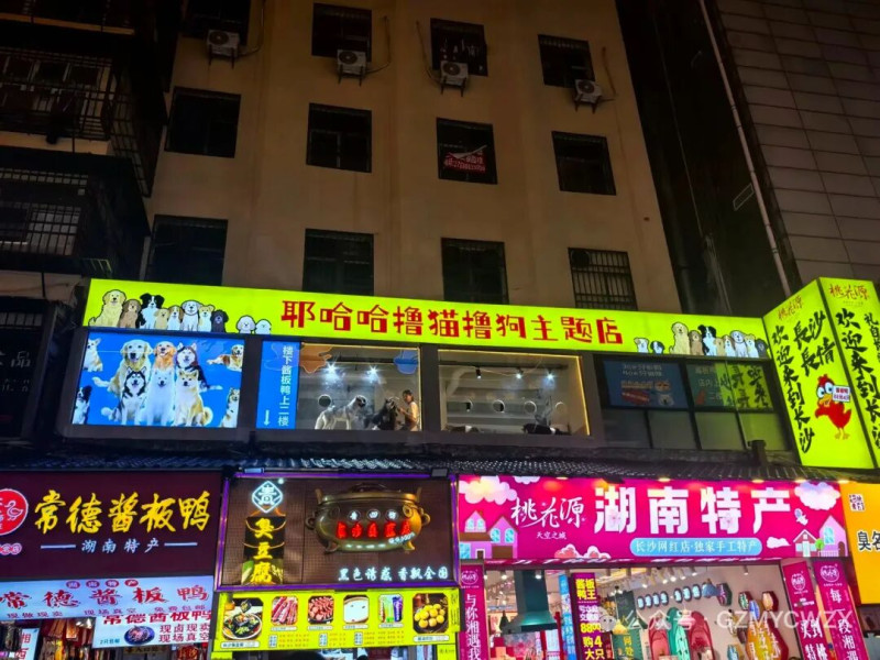 坡子街上标志性的宠物主题店,是受年轻长沙人欢迎的新潮消费。图片来源于网友留言 坡子街上标志性的宠物主题店,是受年轻长沙人欢迎的新潮消费。图片来源于网友留言