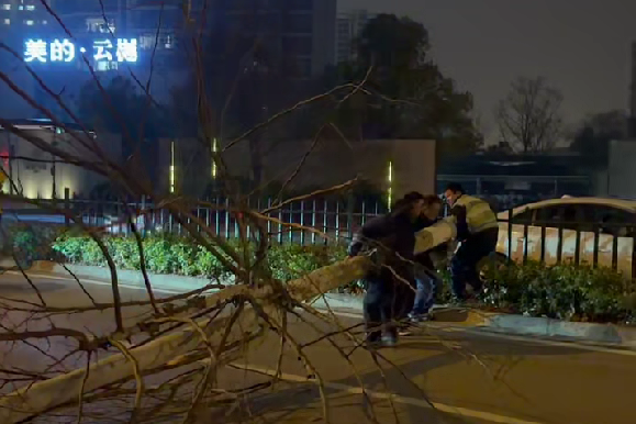 工作人员迅速处理倒伏的大树。均为长沙晚报通讯员 张柳杉 供图