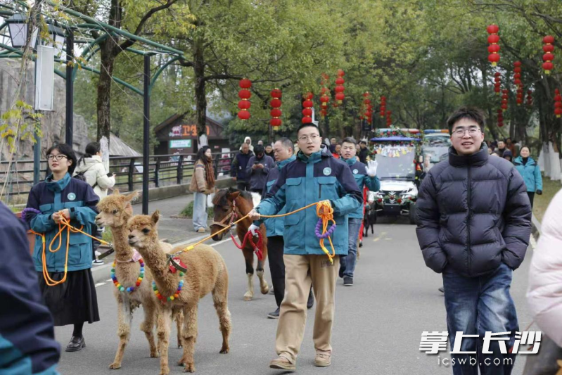 “一马当先花车巡游”活动中，两只羊驼成明星。