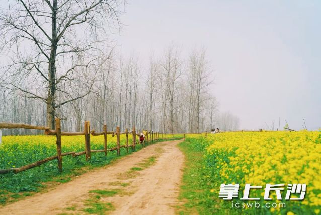 赏罢元宵灯,可赴一场与油菜花的约会。长沙晚报全媒体记者 舒元臻 摄 赏罢元宵灯,可赴一场与油菜花的约会。长沙晚报全媒体记者 舒元臻 摄