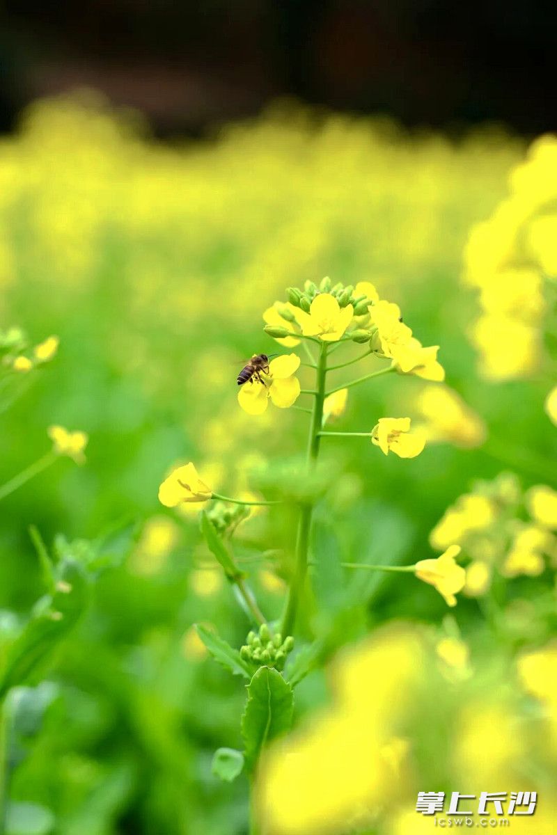 蜜蜂在花丛中穿梭飞舞。 蜜蜂在花丛中穿梭飞舞。