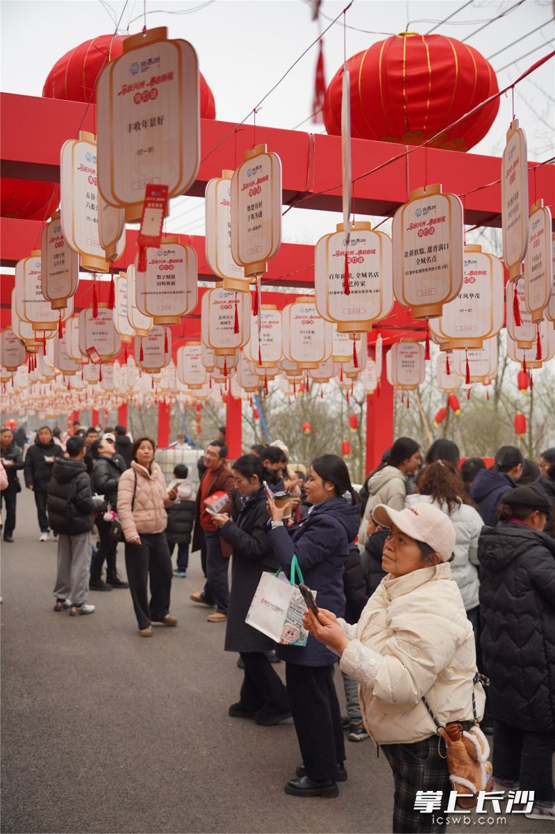 市民游客在兴马洲上猜灯谜。 除另注明外均为长沙晚报全媒体记者易亿摄 市民游客在兴马洲上猜灯谜。 除另注明外均为长沙晚报全媒体记者易亿摄