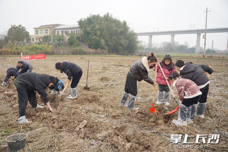 兴致勃勃地挖马蹄。 兴致勃勃地挖马蹄。