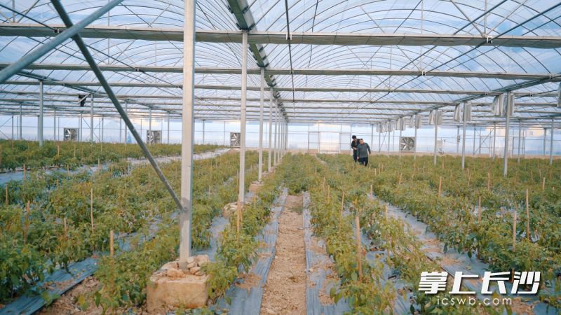 黄材镇沩滨村辣椒种植基地。 黄材镇沩滨村辣椒种植基地。