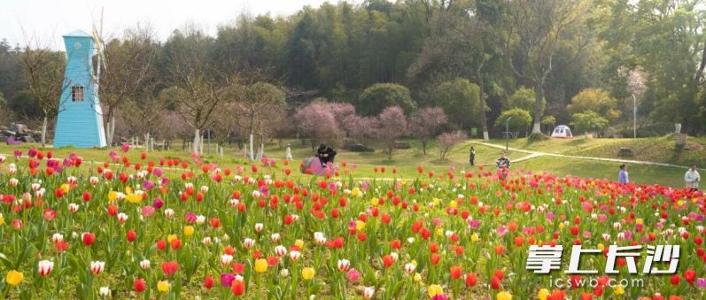 荷兰郁金香争芳吐艳。均为长沙晚报通讯员 吴慧媛 供图