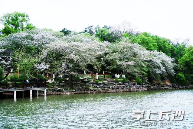 明日我们将迎来二十四节气中的第三个节气——惊蛰。  长沙晚报全媒体记者 舒元臻 摄