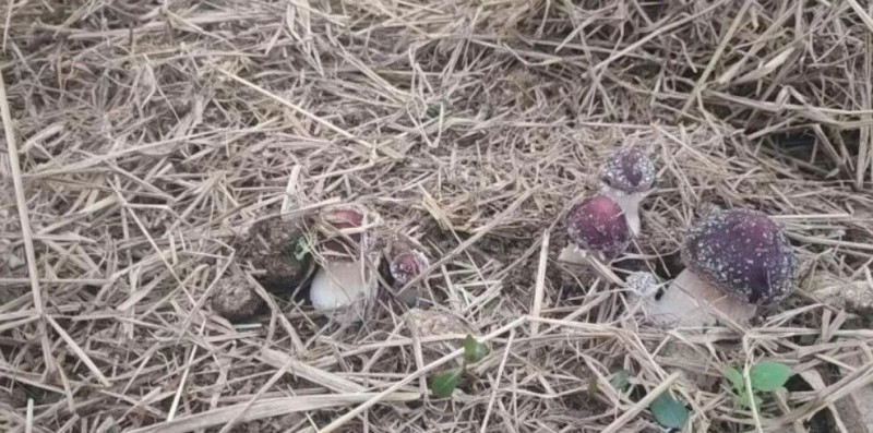 在长沙阎宽农业科技有限公司，秸秆成了赤松茸生长的乐园。