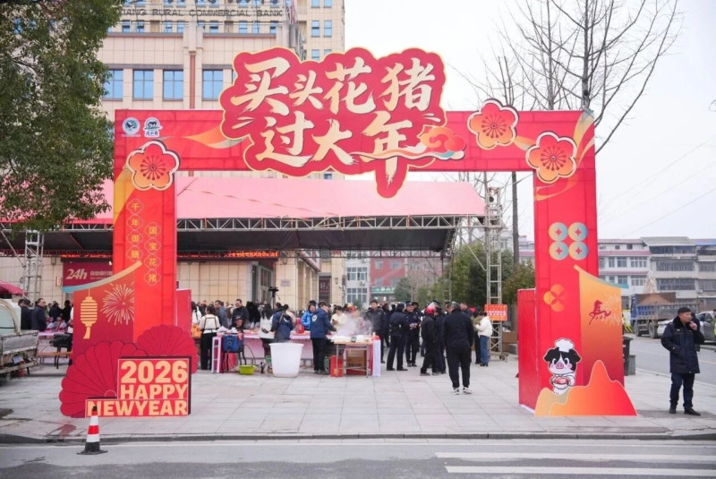 宁乡花猪走出流沙河，走进千家万户的年夜饭餐桌。