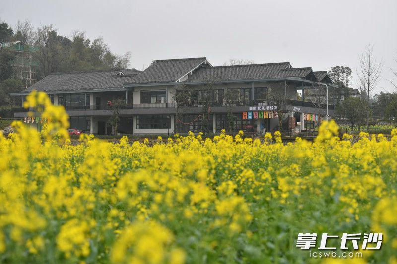 在茶亭花海游客服务中心，一家新开的乡村咖啡馆藏身其中。