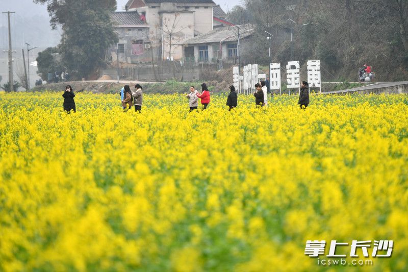 3月初的望城区茶亭镇，万亩油菜花陆续绽放。 均为长沙晚报全媒体记者王志伟摄