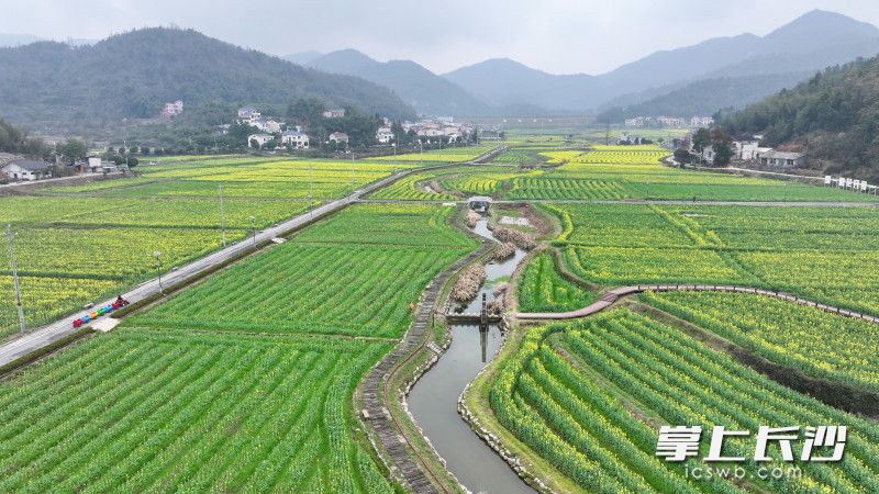 眼下，油菜花还未完全绽放。