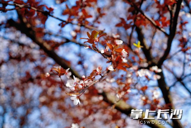 长沙各大公园、景区的花卉也将陆续绽放，迎来最佳观赏期。