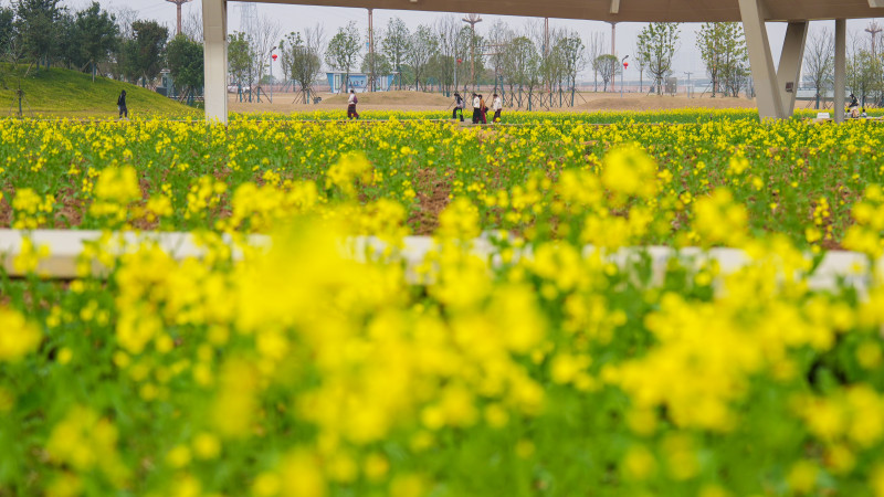 市民游客在花海里游玩。