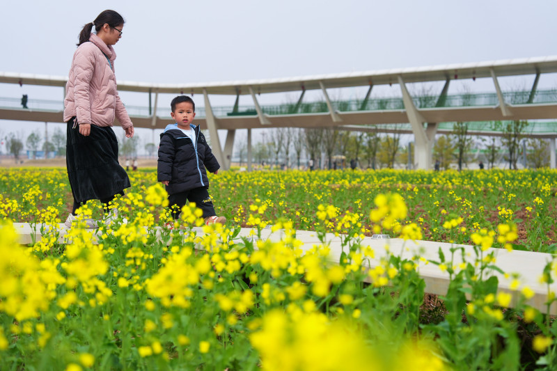 市民游客在花海里游玩。