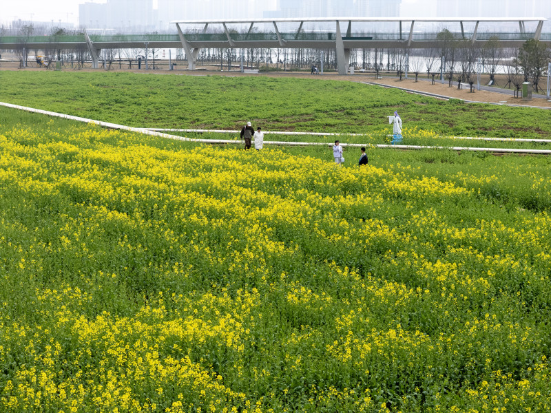 不少油菜花仍在含苞待放，完全盛开还需几天时间。