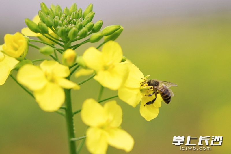 部分油菜花已开放，还有不少仍含苞待放。