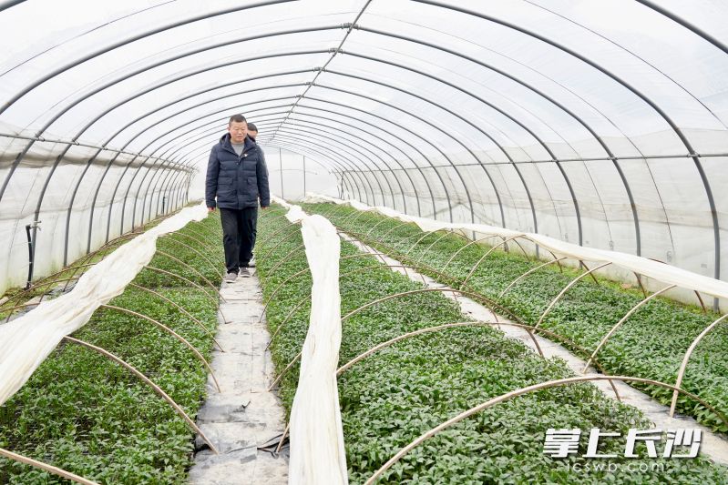 在青山桥社区楚沩蔬菜合作社育苗基地,萌芽吐绿的小苗长势正旺。 长沙晚报全媒体记者 张禹 通讯员 段华良 摄 在青山桥社区楚沩蔬菜合作社育苗基地,萌芽吐绿的小苗长势正旺。 长沙晚报全媒体记者 张禹 通讯员 段华良 摄