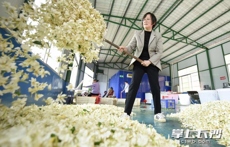 在喻家坳乡的栀子花基地,村民正在加工新鲜栀子花。资料图片 在喻家坳乡的栀子花基地,村民正在加工新鲜栀子花。资料图片