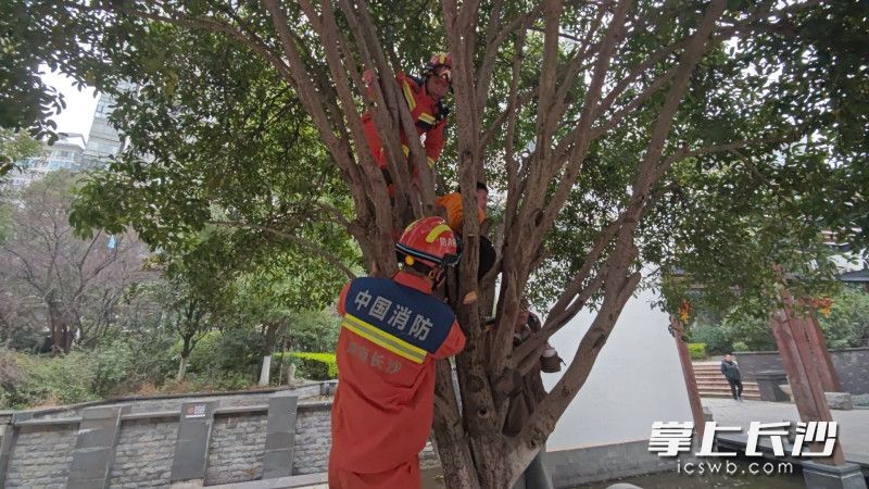 消防员正在解救被卡在树上的孩童。 长沙晚报通讯员 杨慧 摄