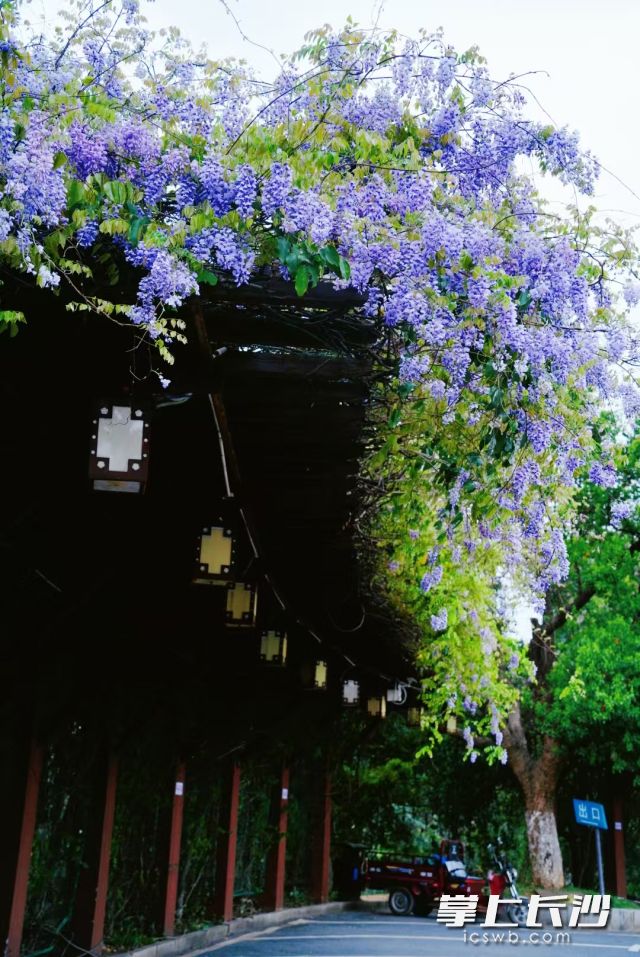 长沙的春天气温忽高忽低、天气忽晴忽雨是常态。