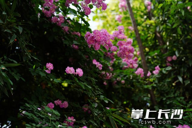 10日开始，长沙将迎来一段惬意的春日时光。  均为长沙晚报全媒体记者 舒元臻摄