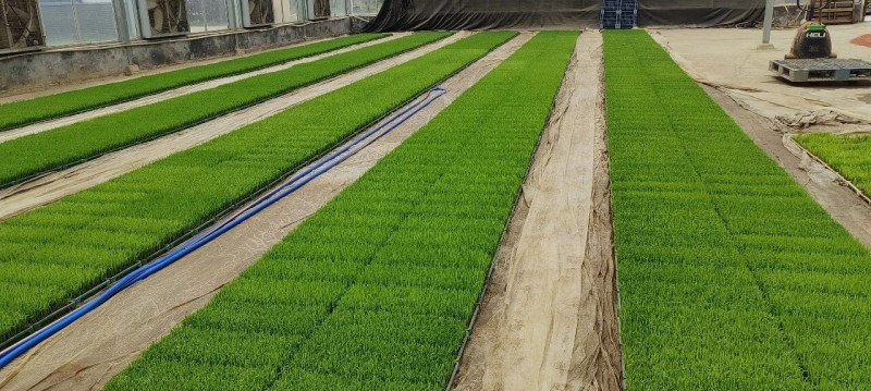 图1为催芽后摆盘现场，图2为秧苗生长照片。除署名外，均为受访者供图