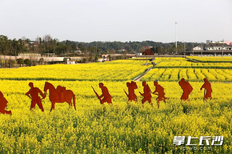 长沙县福临镇油菜花海。