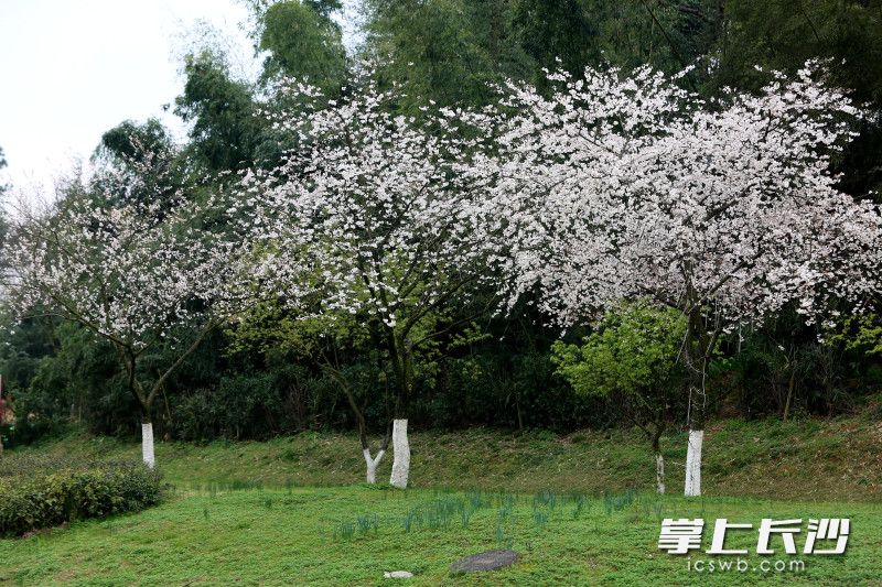 层层叠叠簇拥枝头。