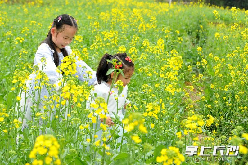 两位小女孩在岳麓区莲花镇赏花。长沙晚报全媒体记者 贺文兵 摄